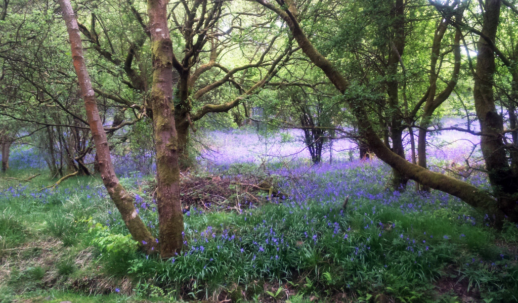 Spring yoga workshop photo with trees and bluebells.