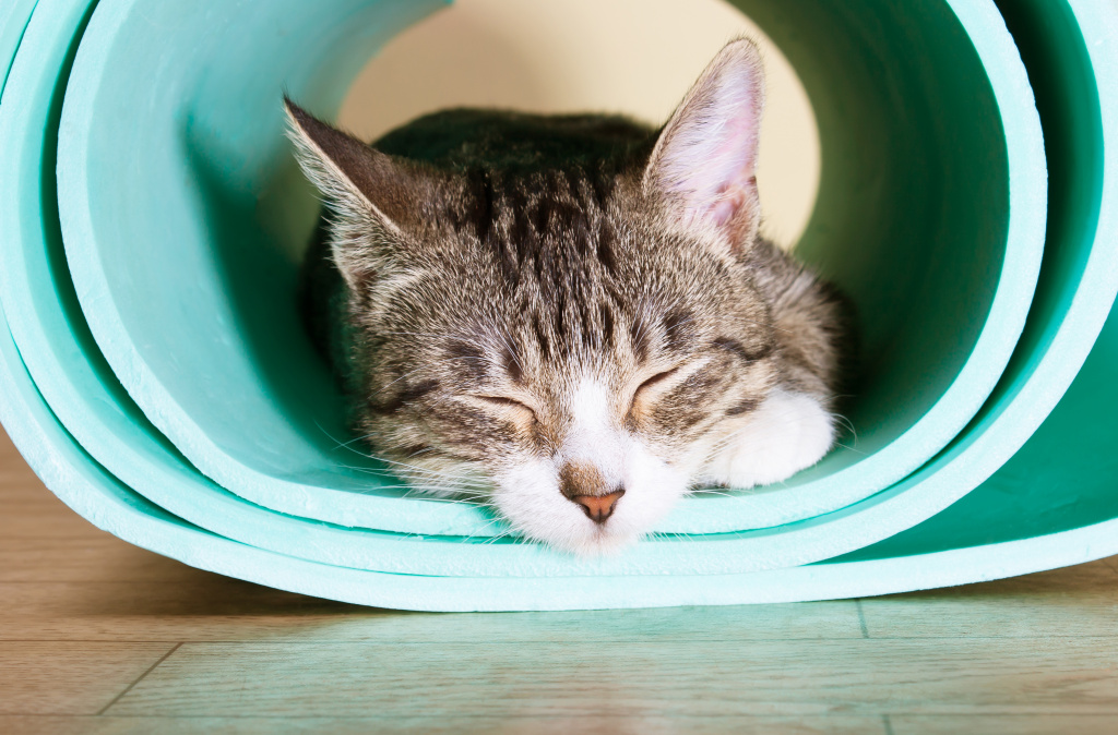 Cat sleeping in yoga mat image for sleep recovery.