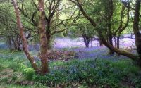 Spring yoga workshop photo with trees and bluebells.